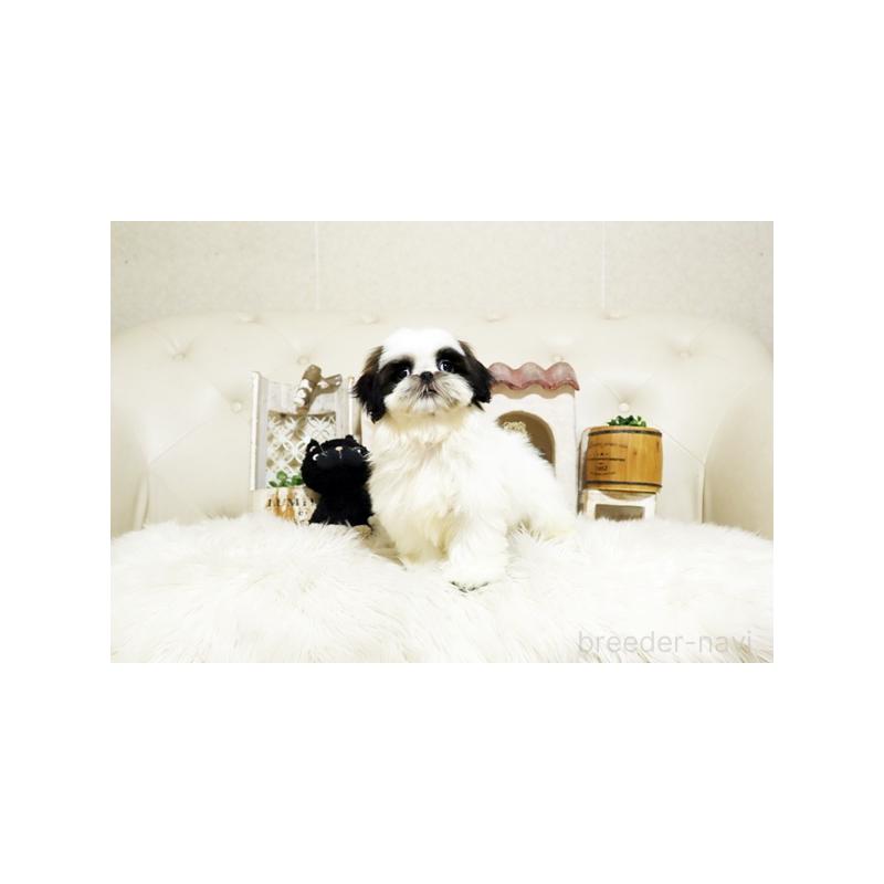 成約済の佐賀県のシーズー-417931の5枚目