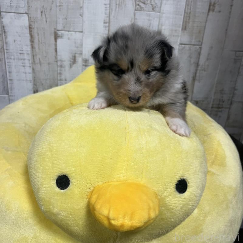 販売中ののシェットランドシープドッグ(シェルティ)-427954