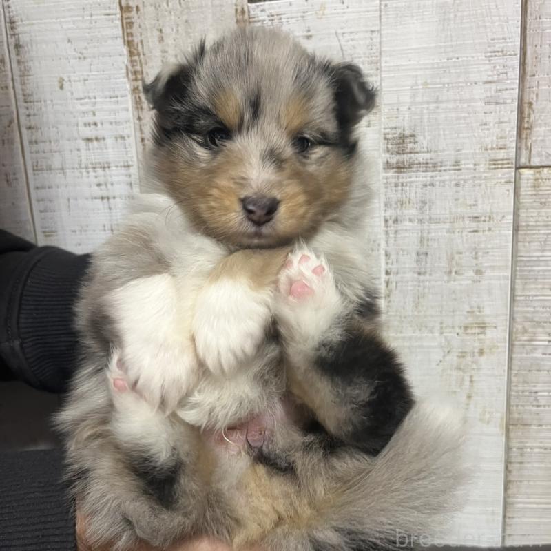 販売中の三重県のシェットランドシープドッグ(シェルティ)-427954の7枚目