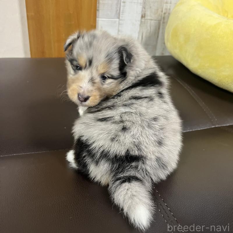 販売中の三重県のシェットランドシープドッグ(シェルティ)-427954の6枚目