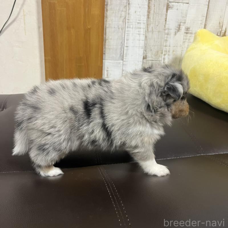 販売中の三重県のシェットランドシープドッグ(シェルティ)-427954の5枚目