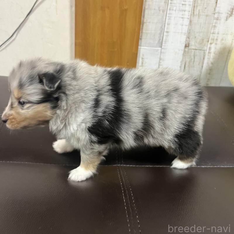 販売中の三重県のシェットランドシープドッグ(シェルティ)-427954の4枚目