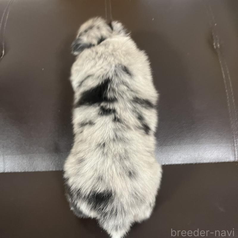 販売中の三重県のシェットランドシープドッグ(シェルティ)-427954の3枚目