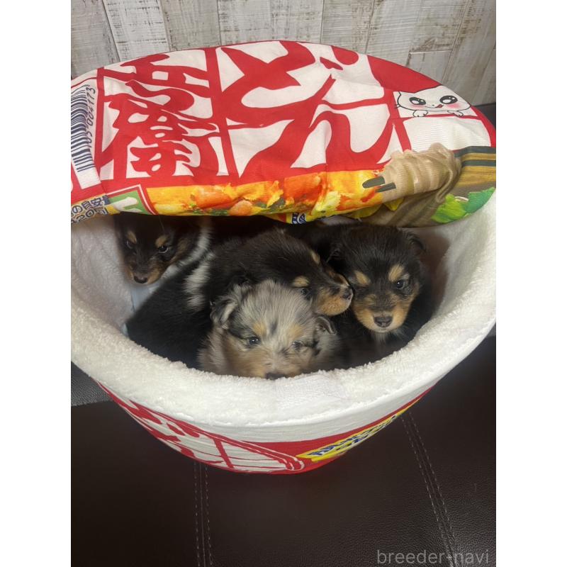 販売中の三重県のシェットランドシープドッグ(シェルティ)-427954の2枚目