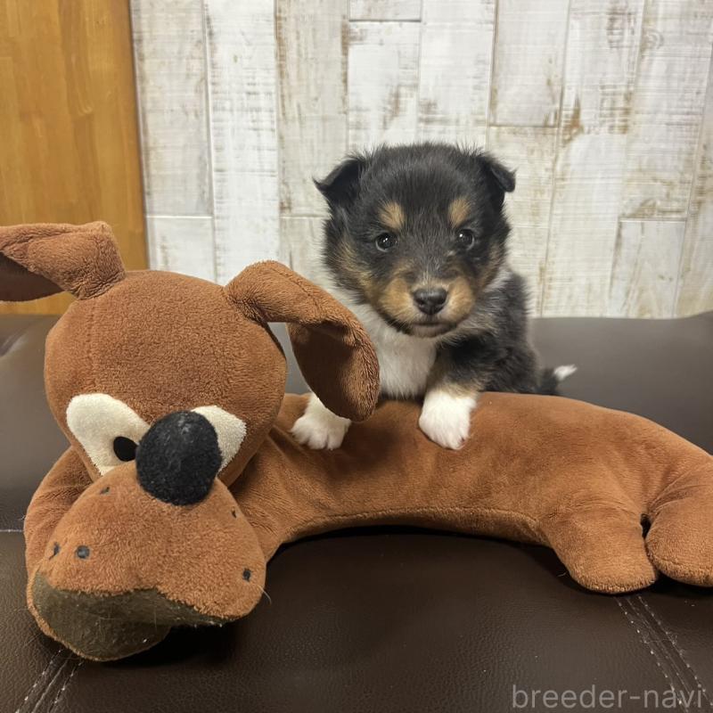 販売中の三重県のシェットランドシープドッグ(シェルティ)-427955の1枚目