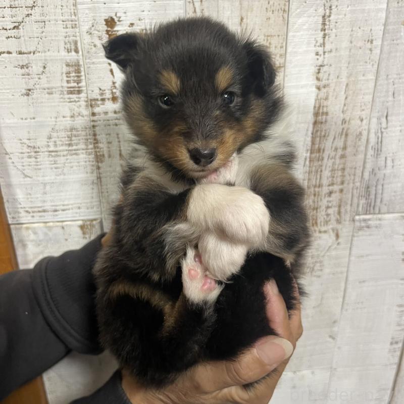 販売中の三重県のシェットランドシープドッグ(シェルティ)-427955の6枚目