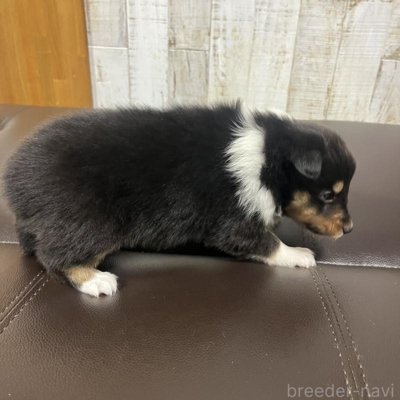 販売中の三重県のシェットランドシープドッグ(シェルティ)-427955の5枚目