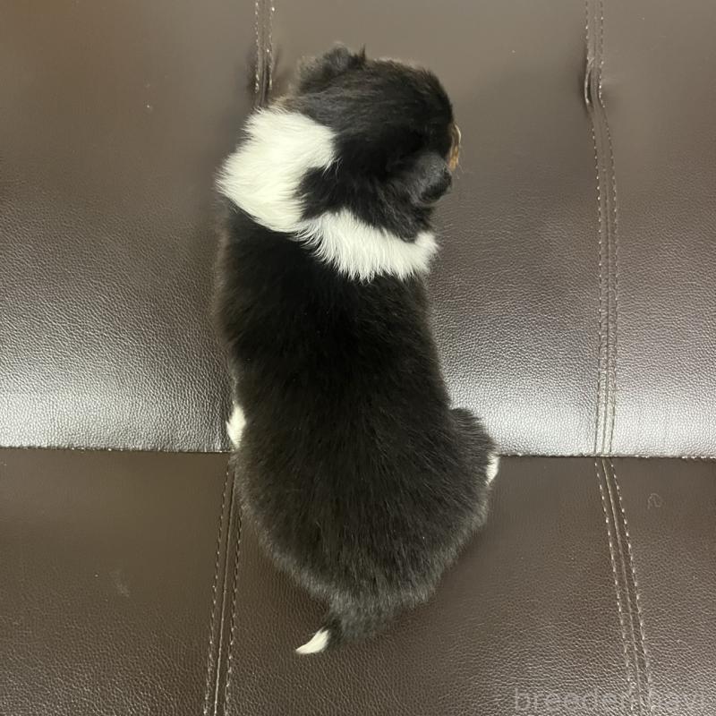 販売中の三重県のシェットランドシープドッグ(シェルティ)-427955の3枚目