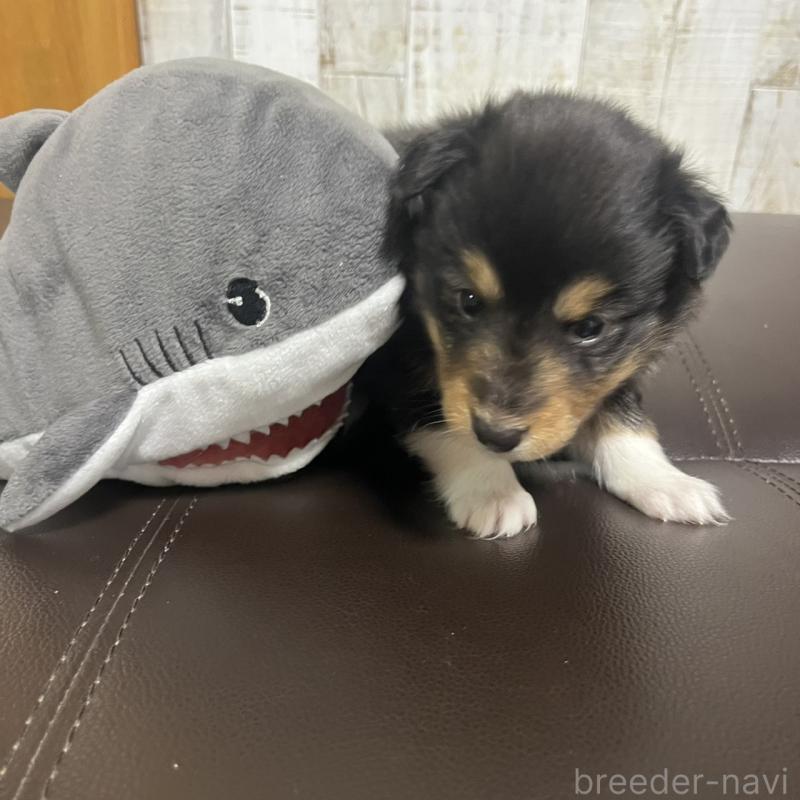 販売中の三重県のシェットランドシープドッグ(シェルティ)-427956の8枚目