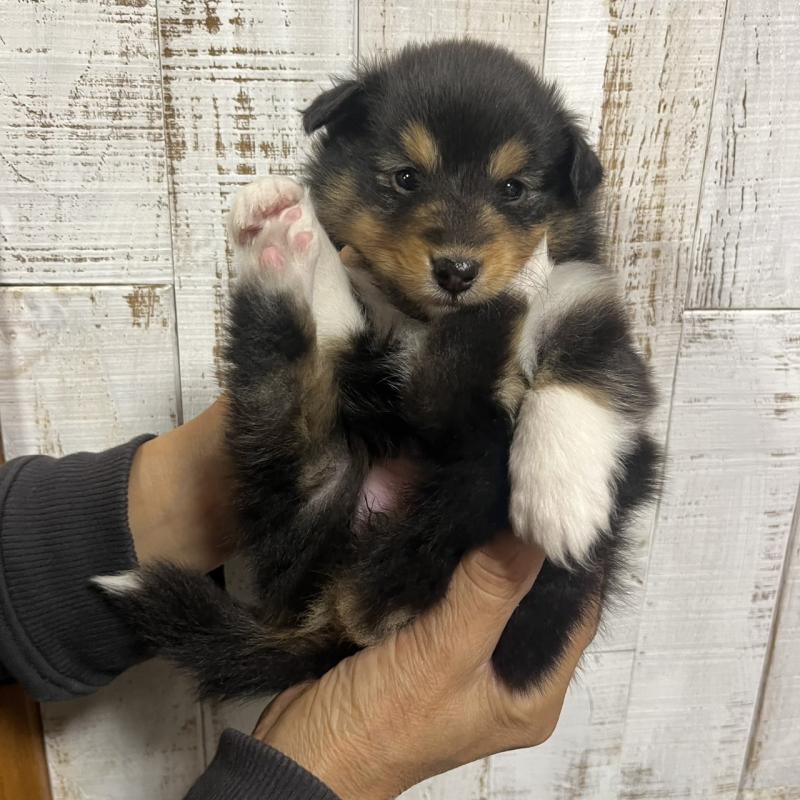 販売中の三重県のシェットランドシープドッグ(シェルティ)-427956の7枚目