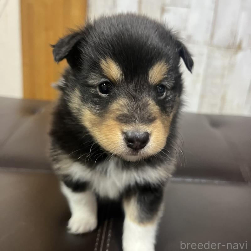 販売中の三重県のシェットランドシープドッグ(シェルティ)-427956の6枚目