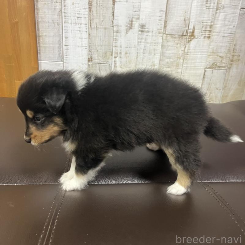 販売中の三重県のシェットランドシープドッグ(シェルティ)-427956の5枚目