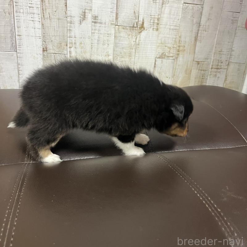 販売中の三重県のシェットランドシープドッグ(シェルティ)-427956の4枚目