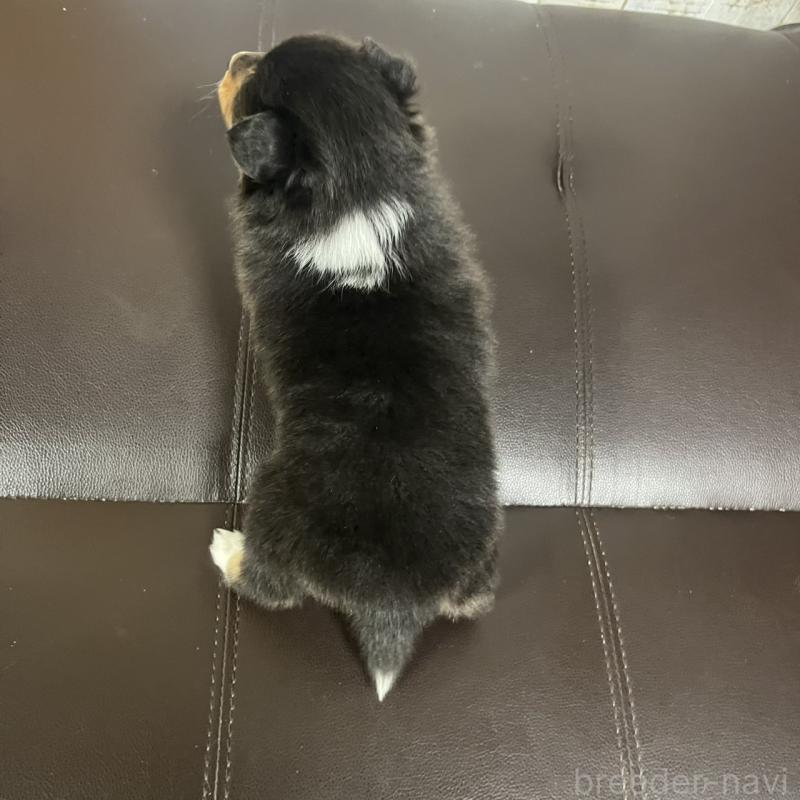 販売中の三重県のシェットランドシープドッグ(シェルティ)-427956の3枚目