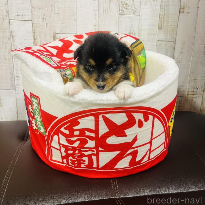 販売中の三重県のシェットランドシープドッグ(シェルティ)-427957