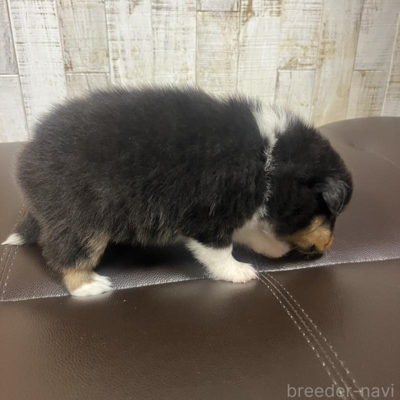 販売中の三重県のシェットランドシープドッグ(シェルティ)-427957の4枚目