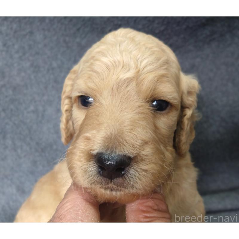 販売中の兵庫県のゴールデンドゥードル:ゴールデンレトリーバー×プードル-424185の8枚目