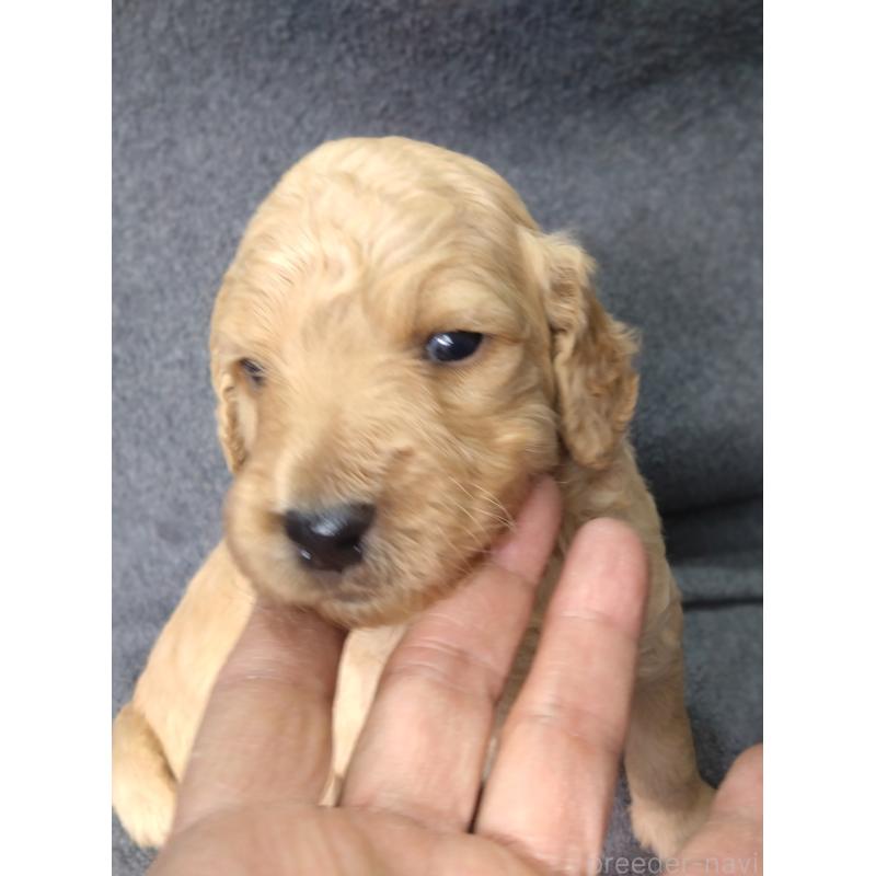 販売中の兵庫県のゴールデンドゥードル:ゴールデンレトリーバー×プードル-424185の7枚目