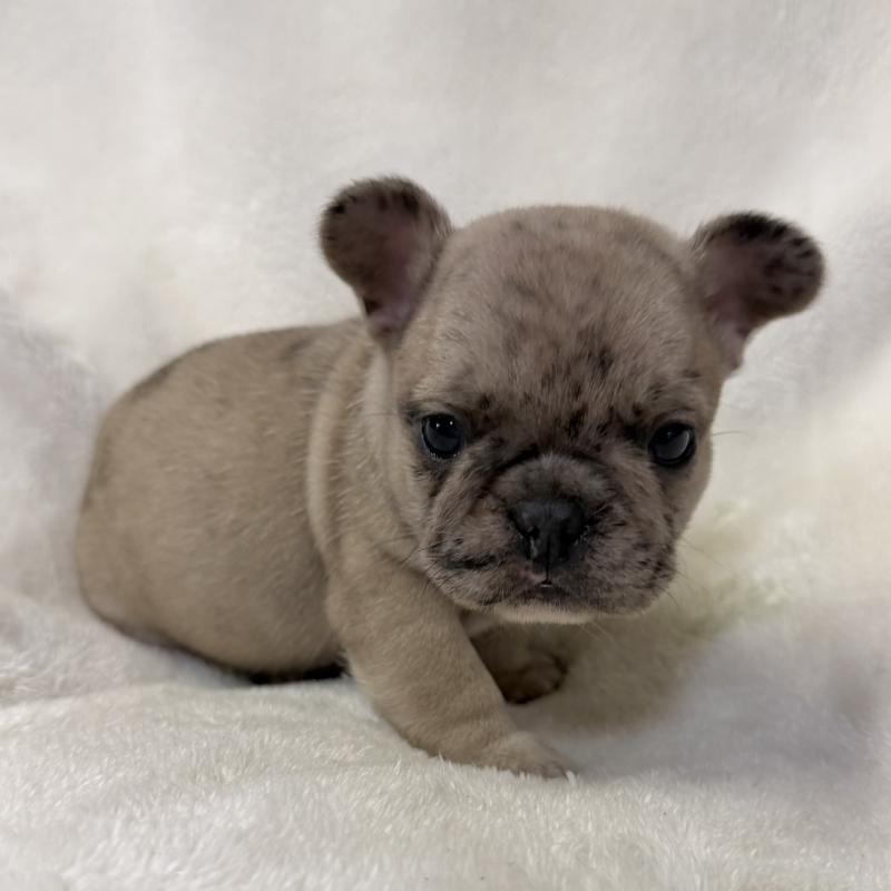 販売中の山口県のフレンチブルドッグ-427958の1枚目