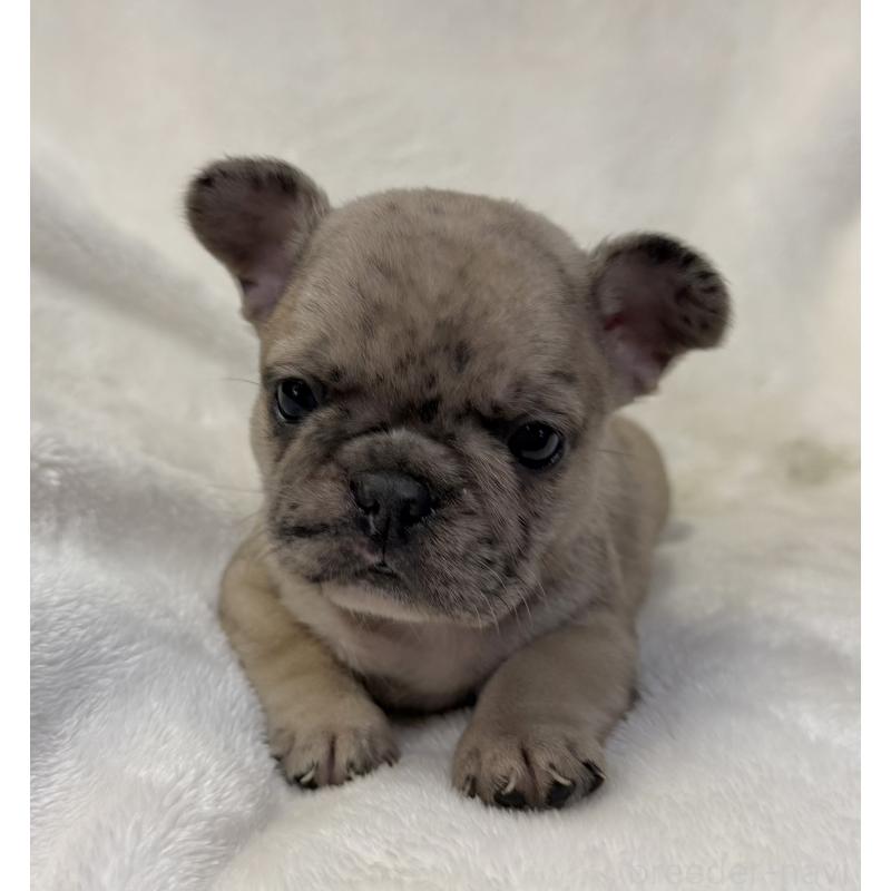 販売中の山口県のフレンチブルドッグ-427958の4枚目