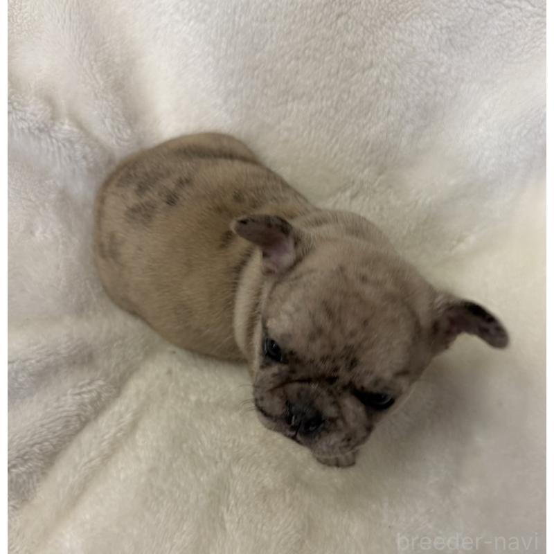 販売中の山口県のフレンチブルドッグ-427958の3枚目