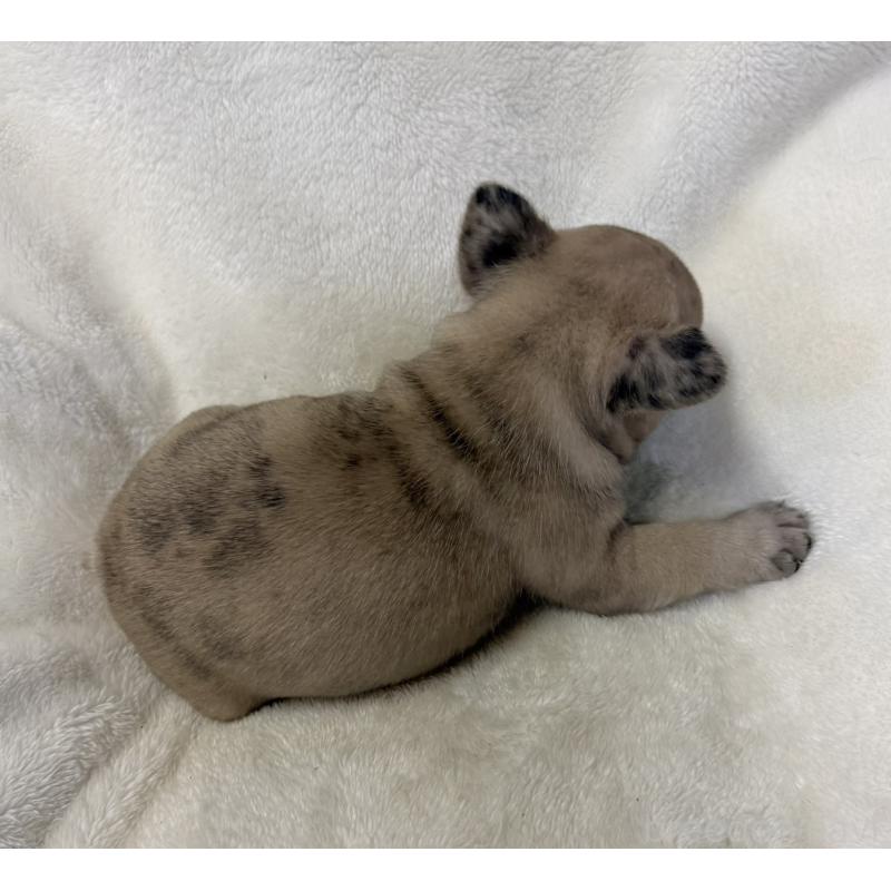 販売中の山口県のフレンチブルドッグ-427958の2枚目