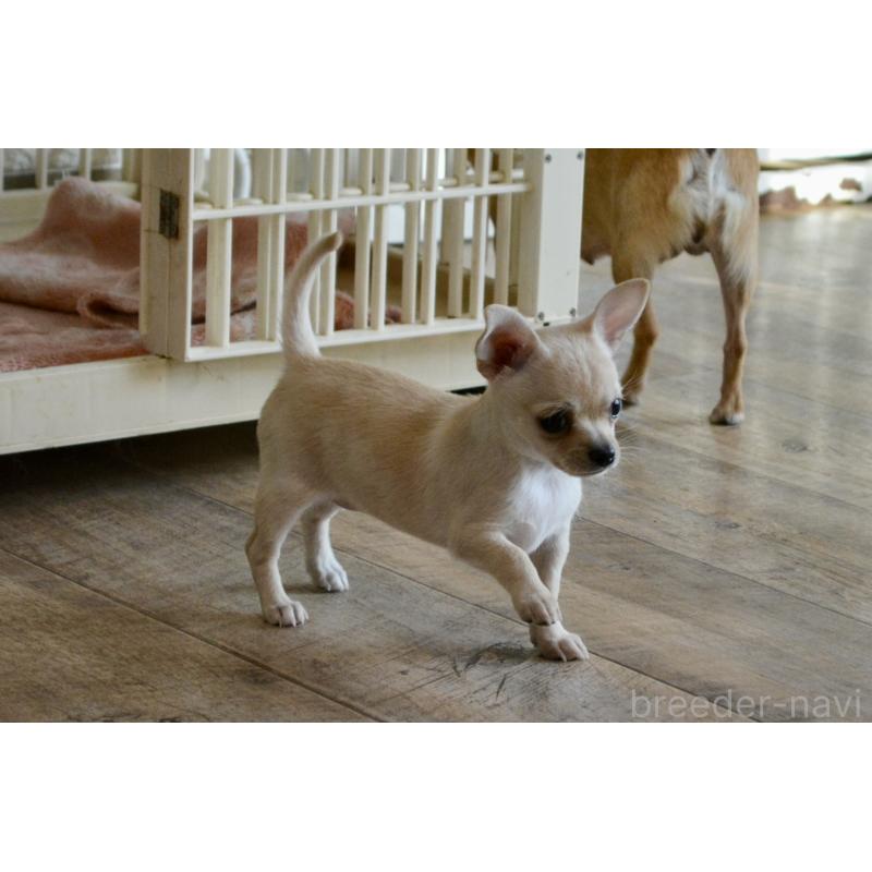 販売中の広島県のチワワ(スムースコート)-427962の4枚目