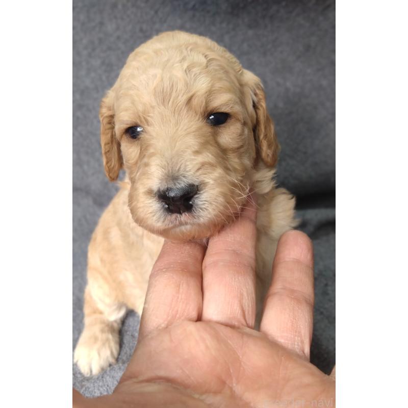 販売中の兵庫県のゴールデンドゥードル:ゴールデンレトリーバー×プードル-427960の4枚目