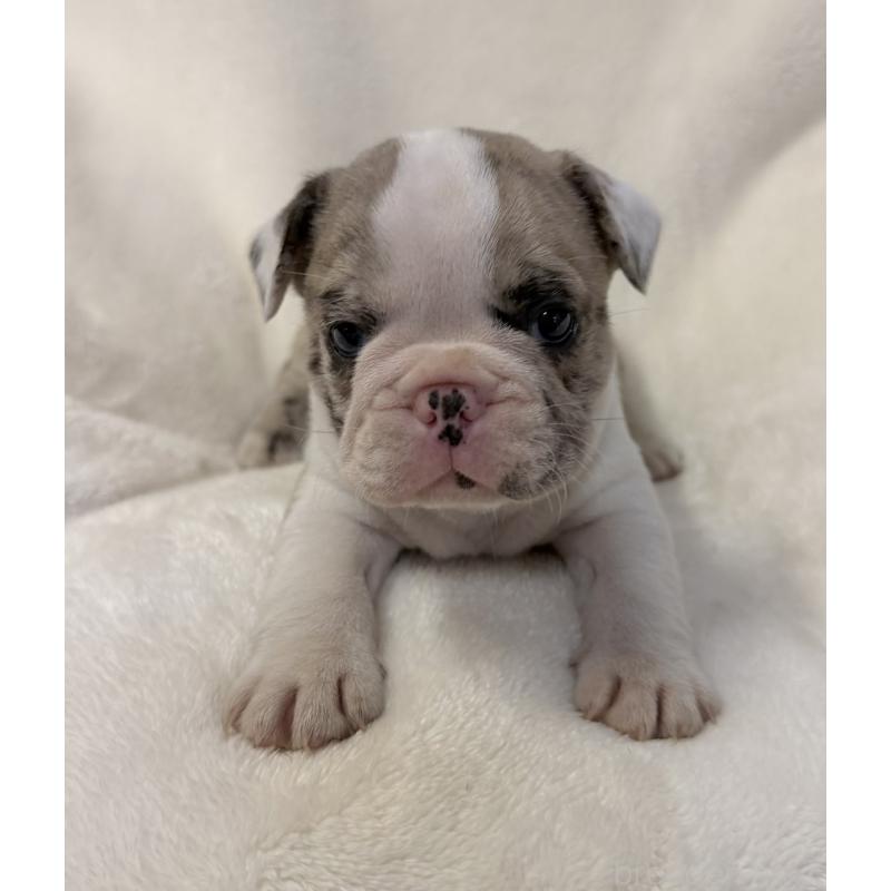 販売中の山口県のフレンチブルドッグ-427959