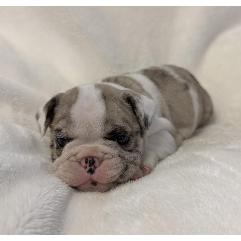 販売中の山口県のフレンチブルドッグ-427959の6枚目