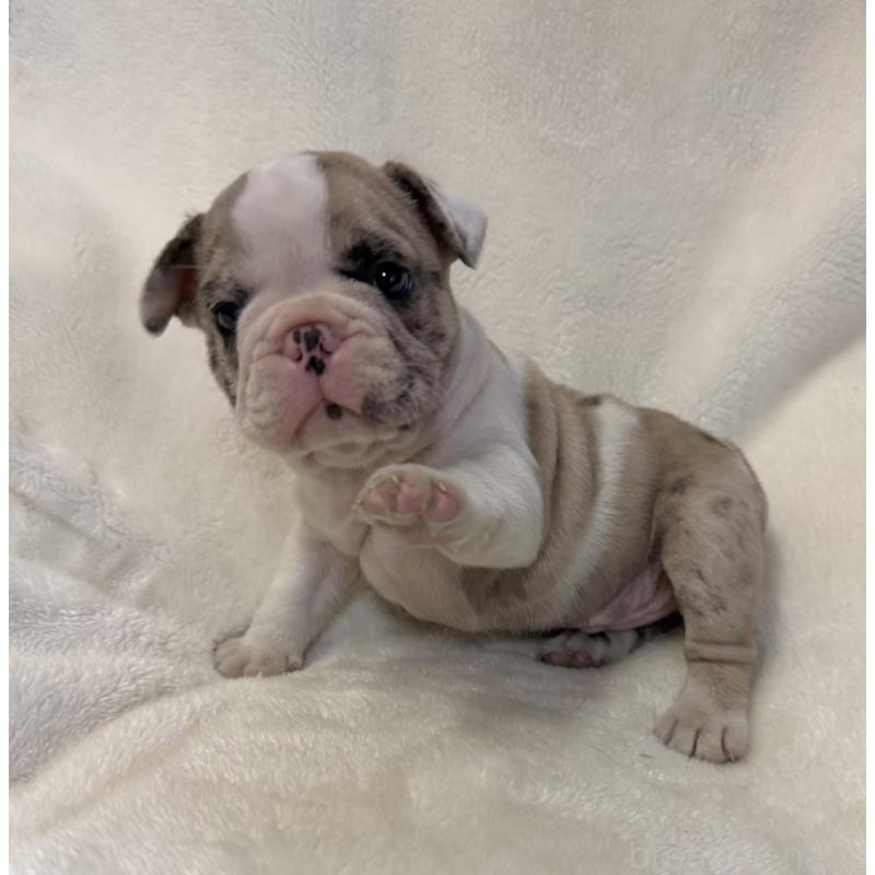 販売中の山口県のフレンチブルドッグ-427959の5枚目