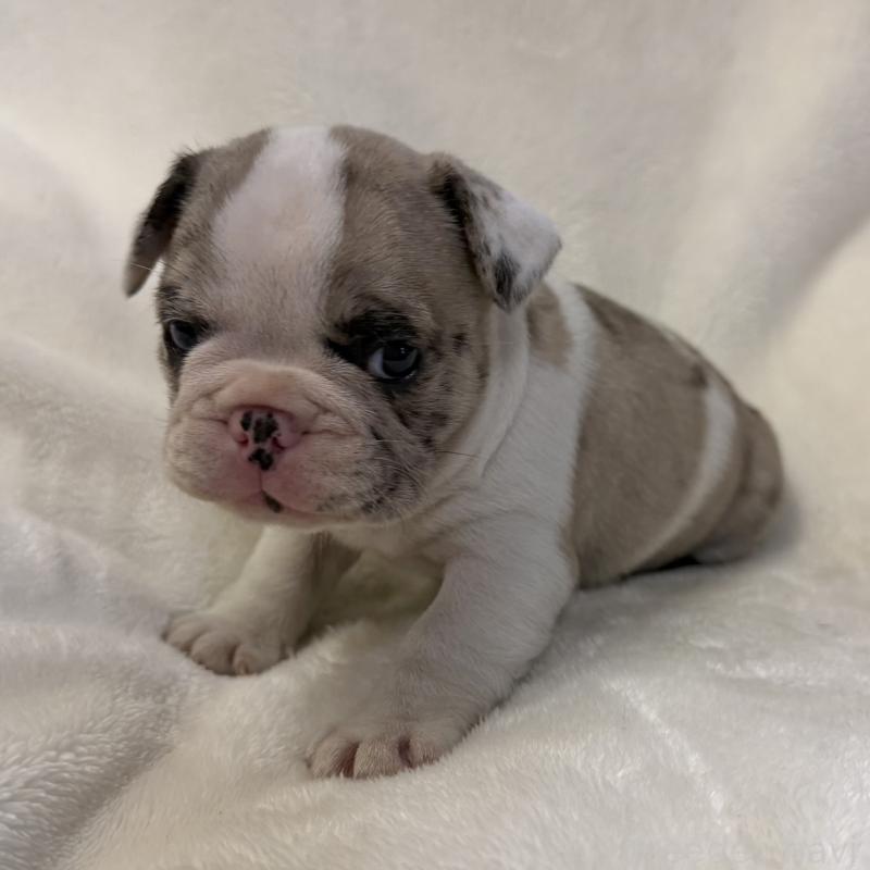 販売中の山口県のフレンチブルドッグ-427959の4枚目