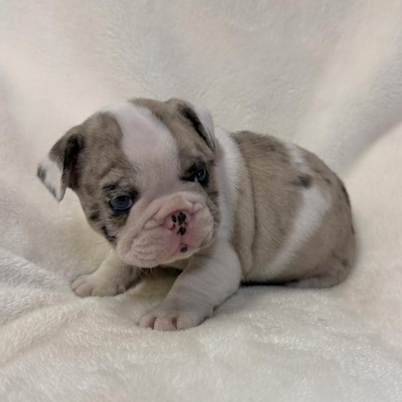 販売中の山口県のフレンチブルドッグ-427959の3枚目