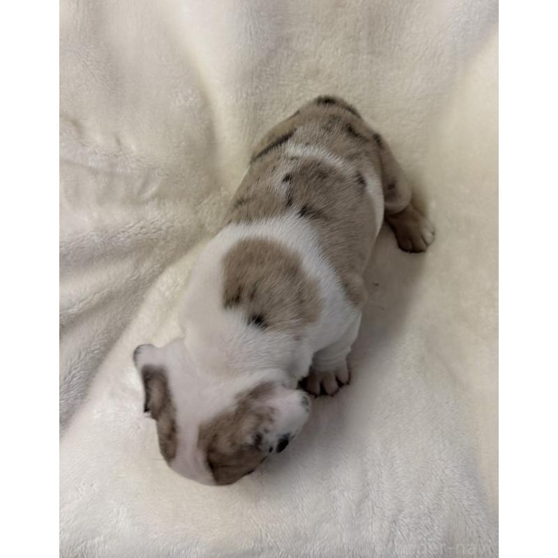 販売中の山口県のフレンチブルドッグ-427959の2枚目