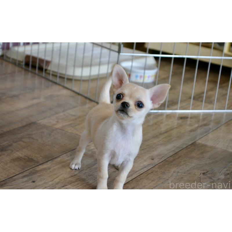 販売中の広島県のチワワ(スムースコート)-427962の2枚目