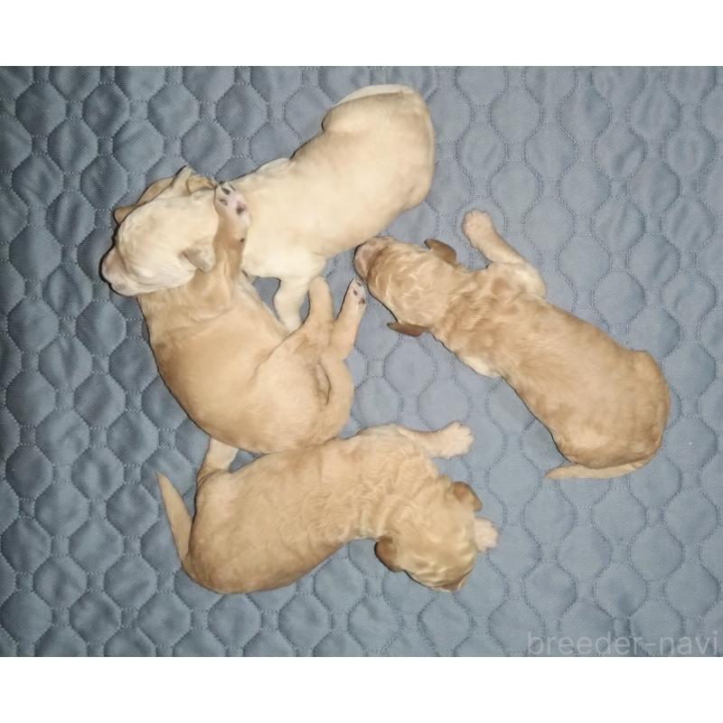 販売中の兵庫県のゴールデンドゥードル:ゴールデンレトリーバー×プードル-427960の3枚目