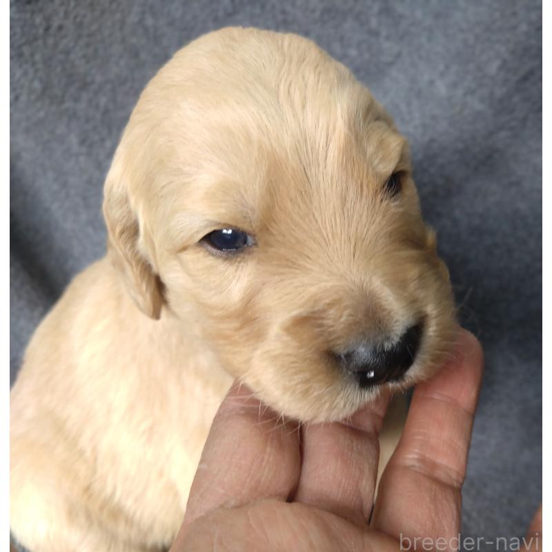 販売中の兵庫県のゴールデンドゥードル:ゴールデンレトリーバー×プードル-427964の4枚目