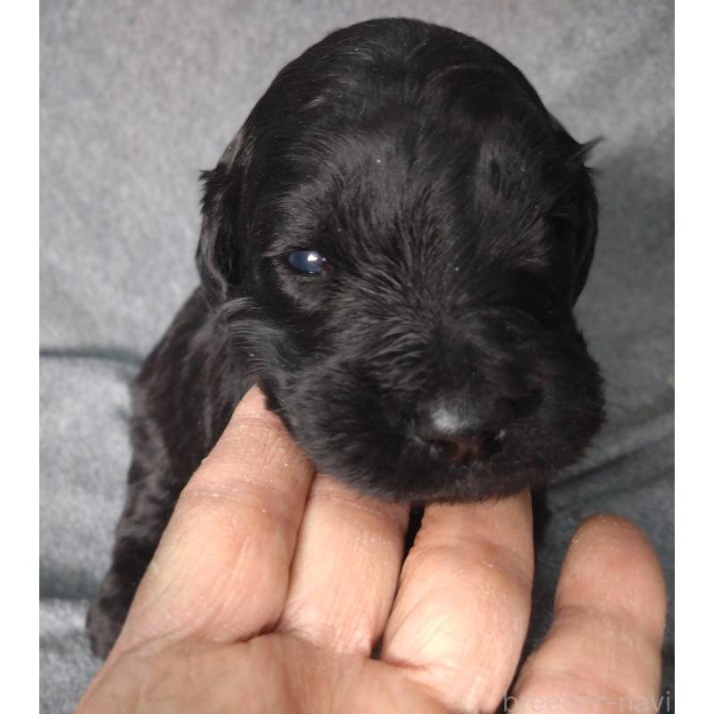 販売中の兵庫県のゴールデンドゥードル:ゴールデンレトリーバー×プードル-427965の5枚目