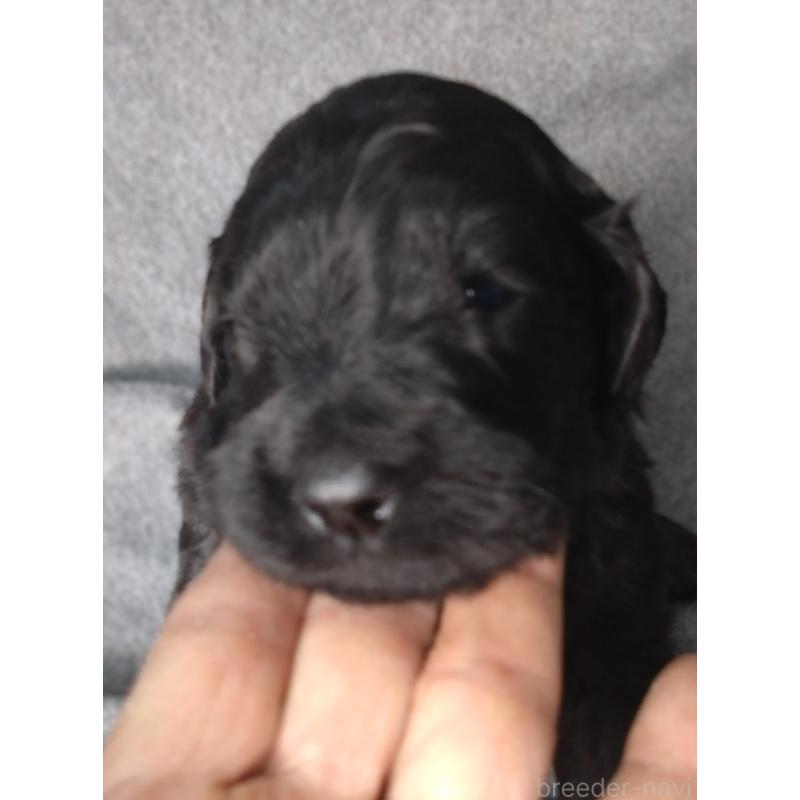 販売中の兵庫県のゴールデンドゥードル:ゴールデンレトリーバー×プードル-427965の4枚目