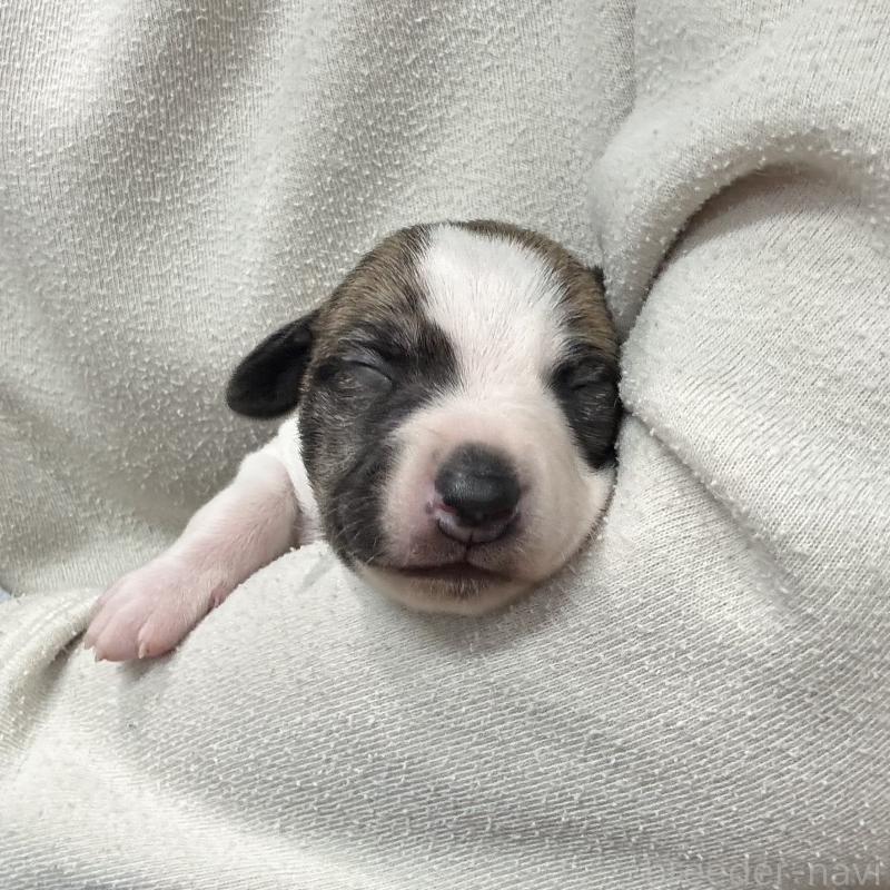 成約済の愛知県のウィペット-426397の15枚目