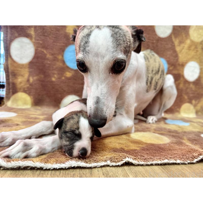 成約済の愛知県のウィペット-426397の14枚目