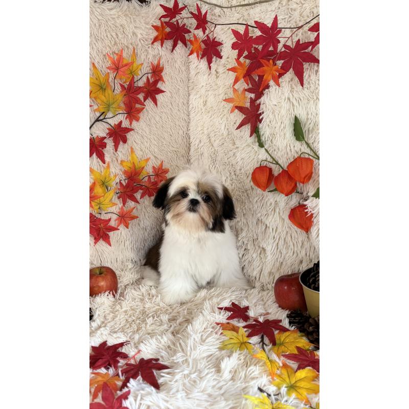 販売中の長野県のシーズー-400914の4枚目