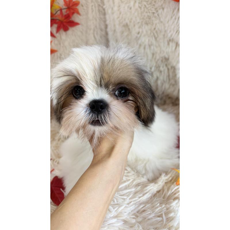 販売中の長野県のシーズー-400914の3枚目