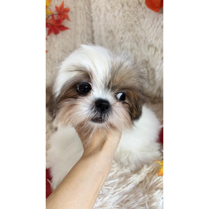 販売中の長野県のシーズー-400914の2枚目