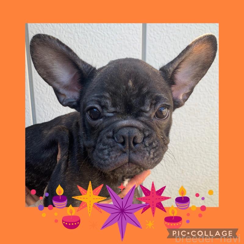 販売中の静岡県のフレンチブルドッグ-427966の5枚目