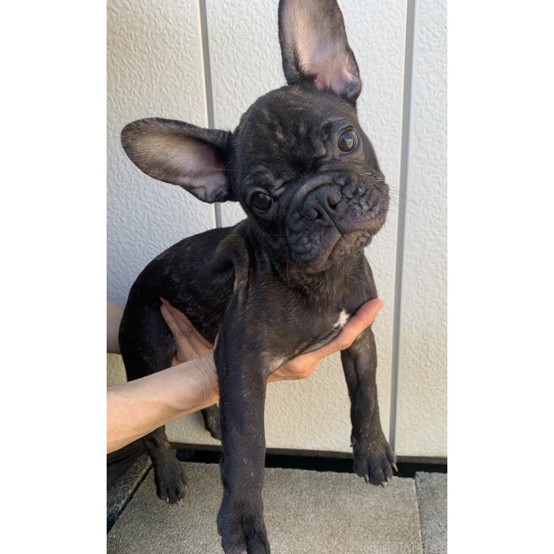販売中の静岡県のフレンチブルドッグ-427966の4枚目