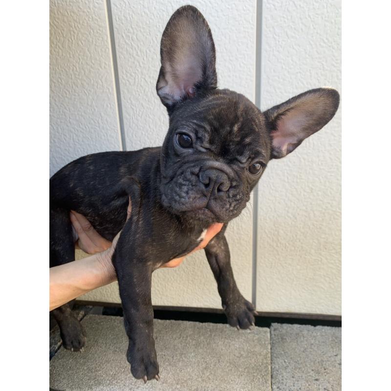 販売中の静岡県のフレンチブルドッグ-427966の2枚目