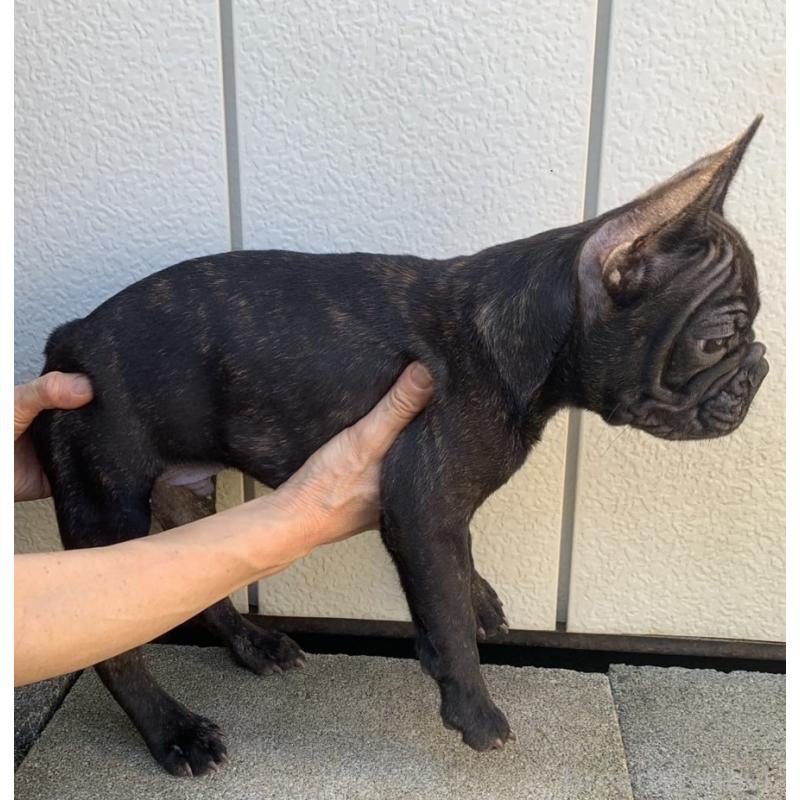 販売中の静岡県のフレンチブルドッグ-427966の3枚目