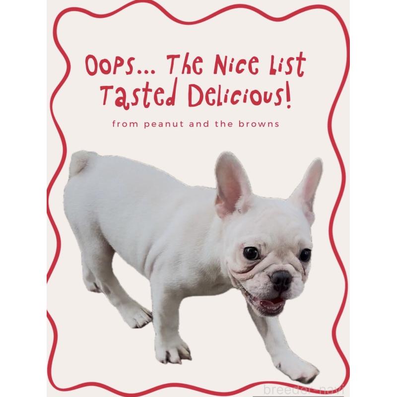 販売中の静岡県のフレンチブルドッグ-427967の1枚目