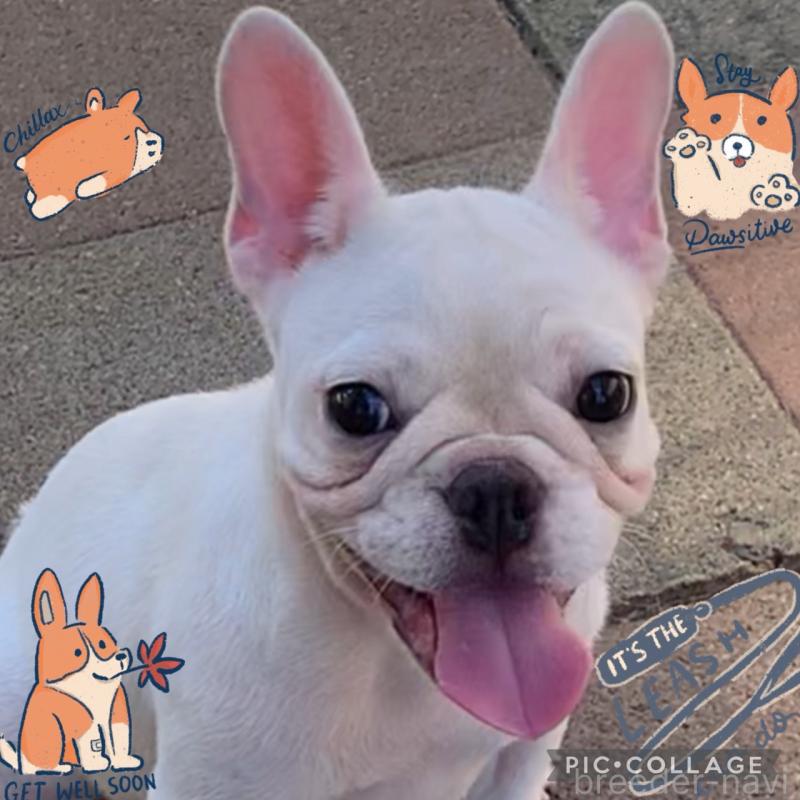 販売中の静岡県のフレンチブルドッグ-427967の4枚目